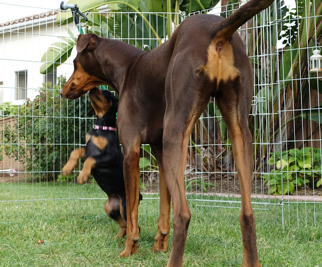 Beautiful and Healthy Litter of Pure Doberman Puppies kylefrancessco@gmail.com Image eClassifieds4u