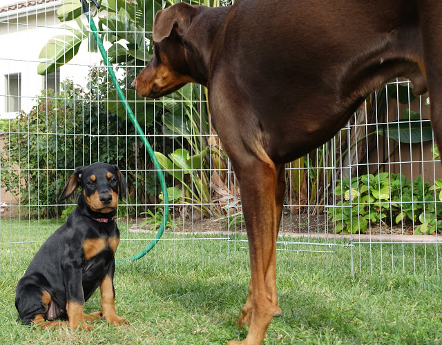 Beautiful and Healthy Litter of Pure Doberman Puppies kylefrancessco@gmail.com Image eClassifieds4u