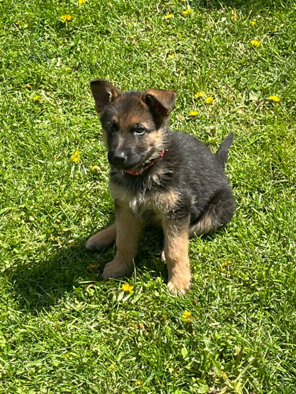 Beautiful German Shepherd Purebred Puppy kylefrancessco@gmail.com Image eClassifieds4u