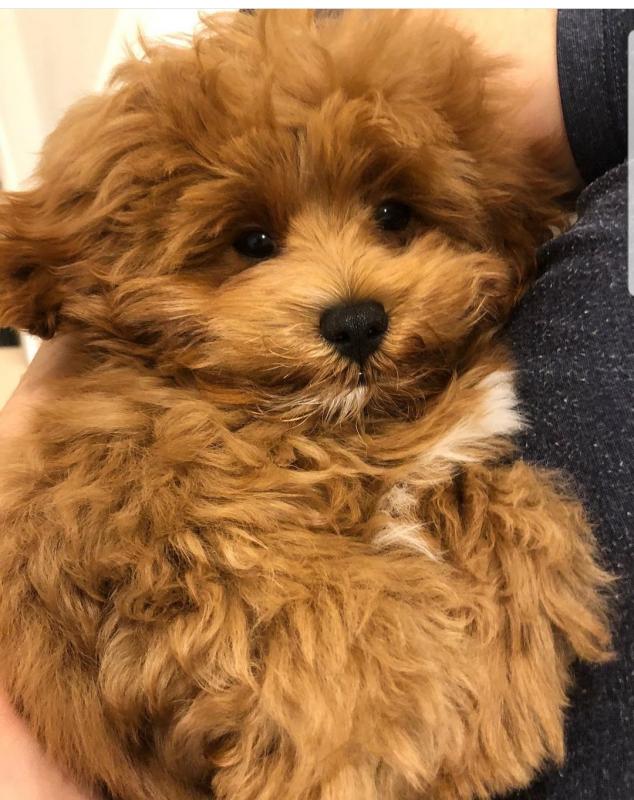Beautiful litter of Shi-Poo pups:kylefrancessco@gmail.com Image eClassifieds4u