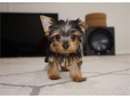 Cute Yorkie puppies Available contact kylefrancessco@gmail.com Image eClassifieds4u