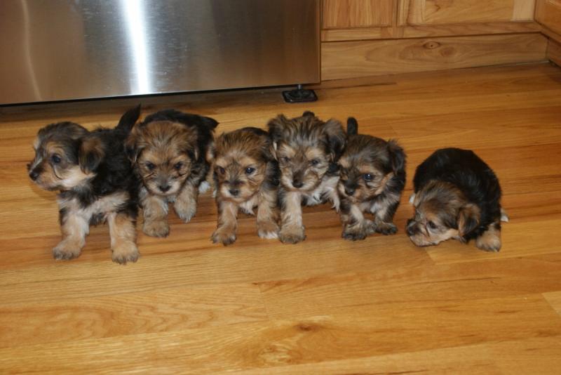 Cute Yorkie puppies Available contact kylefrancessco@gmail.com Image eClassifieds4u