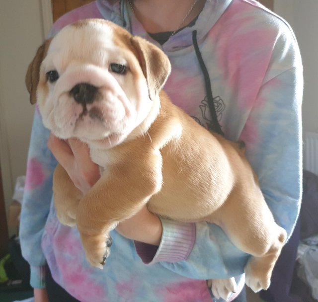 English Bulldog available contact kylefrancessco@gmail.com Image eClassifieds4u