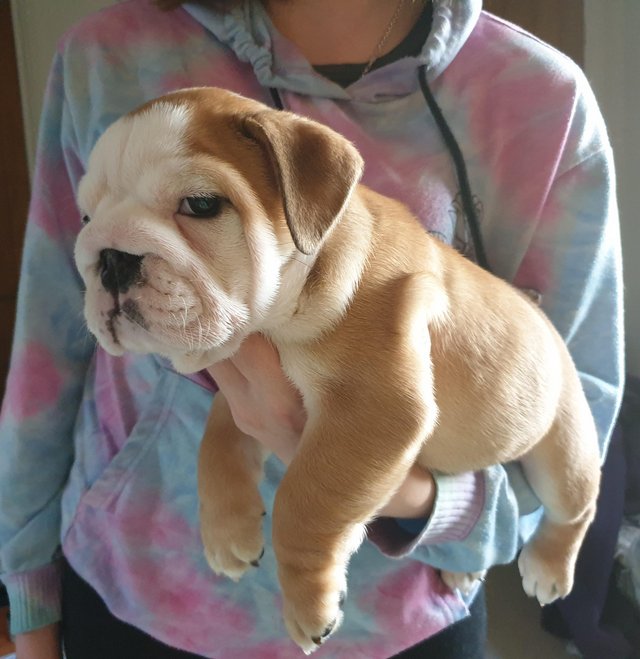 English Bulldog available contact kylefrancessco@gmail.com Image eClassifieds4u