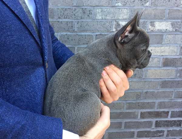 Fawn color French Bulldog puppies contact kylefrancessco@gmail.com Image eClassifieds4u