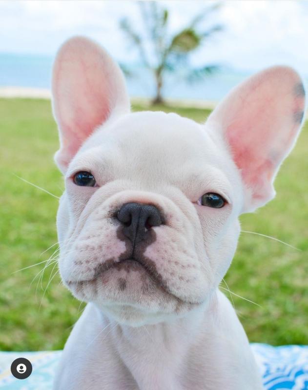 French Bulldog contact kylefrancessco@gmail.com Image eClassifieds4u