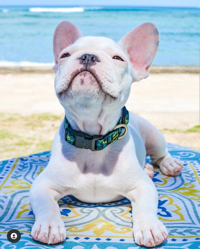French Bulldog contact kylefrancessco@gmail.com Image eClassifieds4u