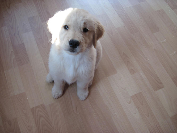 Gorgeous Golden Retriever Puppies kylefrancessco@gmail.com Image eClassifieds4u