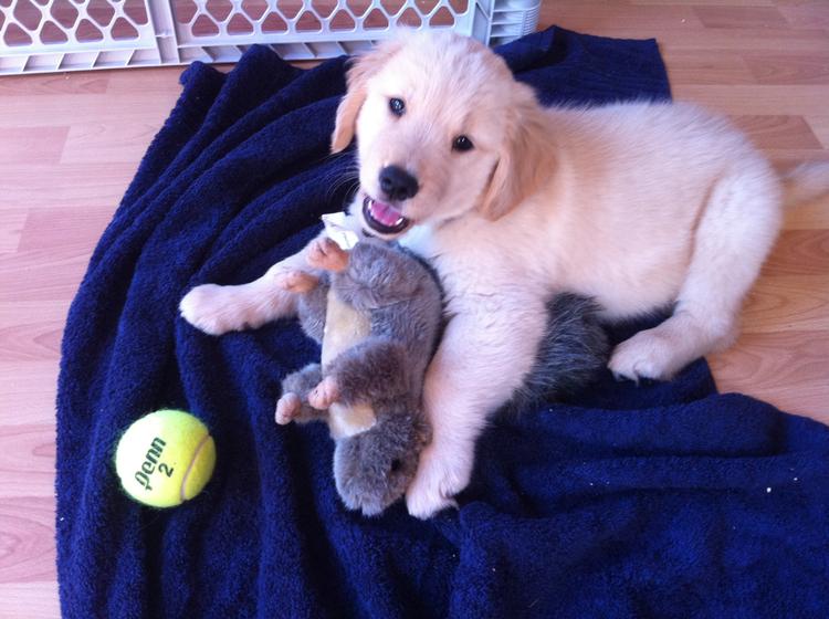 Gorgeous Golden Retriever Puppies kylefrancessco@gmail.com Image eClassifieds4u