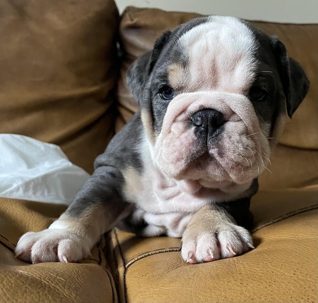 Gorgeous merle English Bulldogs email on : kylefrancessco@gmail.com Image eClassifieds4u