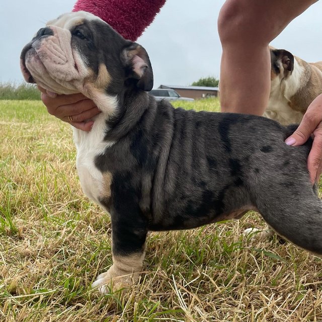 Gorgeous merle English Bulldogs email on : kylefrancessco@gmail.com Image eClassifieds4u