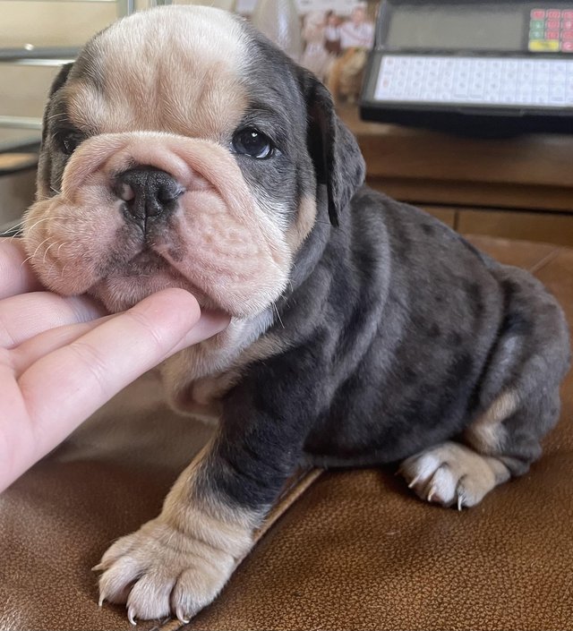 Gorgeous merle English Bulldogs email on : kylefrancessco@gmail.com Image eClassifieds4u
