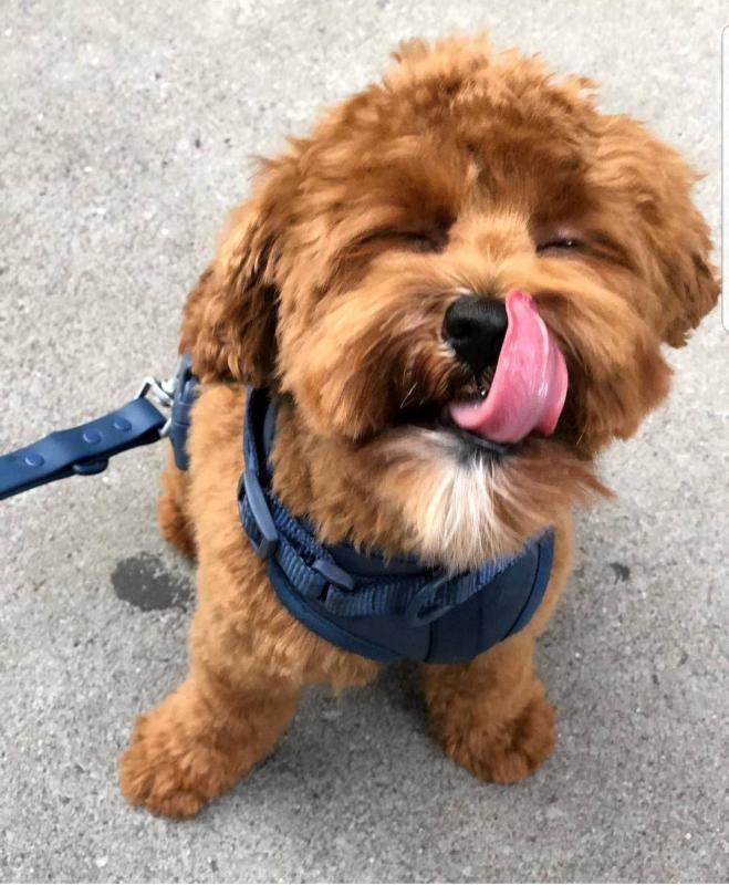 Hi i am selling an amazing Malti-Poo puppy kylefrancessco@gmail.com Image eClassifieds4u