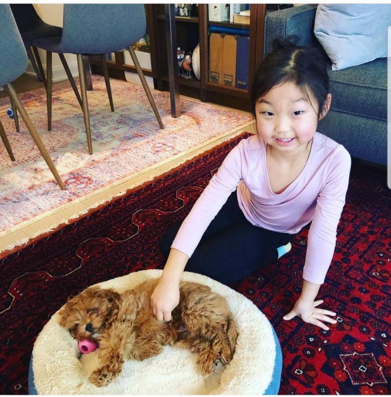 lovely Malti-Poo looking for long term care and rehoming kylefrancessco@gmail.com Image eClassifieds4u