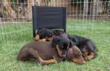 Highly Intelligent Doberman Pinchers for sale / kylefrancessco@gmail.com Image eClassifieds4u 3