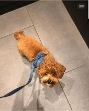 Awesome Malti-Poo puppies Available contact kylefrancessco@gmail.com Image eClassifieds4u 1