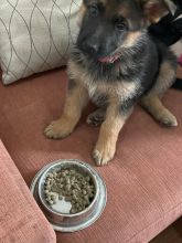 Beautiful German Shepherd Purebred Puppy kylefrancessco@gmail.com Image eClassifieds4u 3