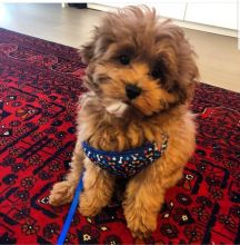 Beautiful litter of Shi-Poo pups:kylefrancessco@gmail.com Image eClassifieds4u 1