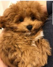 Beautiful litter of Shi-Poo pups:kylefrancessco@gmail.com Image eClassifieds4u 3