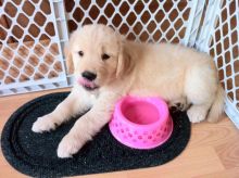 Gorgeous Golden Retriever Puppies kylefrancessco@gmail.com Image eClassifieds4u 2