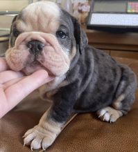 Gorgeous merle English Bulldogs email on : kylefrancessco@gmail.com Image eClassifieds4u 1
