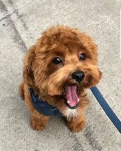 Hi i am selling an amazing Malti-Poo puppy kylefrancessco@gmail.com Image eClassifieds4u 2