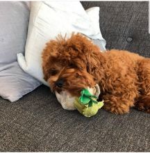 Hi i am selling an amazing Malti-Poo puppy kylefrancessco@gmail.com Image eClassifieds4u 1