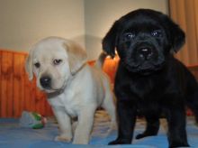 Labrador Retriever Male Puppy Available contact kylefrancessco@gmail.com Image eClassifieds4u 1