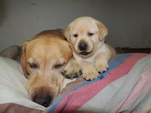 Labrador Retriever Male Puppy Available contact kylefrancessco@gmail.com Image eClassifieds4u 2