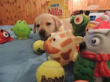 Labrador Retriever Male Puppy Available contact kylefrancessco@gmail.com Image eClassifieds4u 3