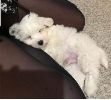 Maltese puppies are non shedding and hypoallergenic. contact kylefrancessco@gmail.com Image eClassifieds4u 3