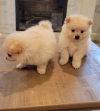 Tiny Adorable Baby Pomeranian Puppy Image eClassifieds4U