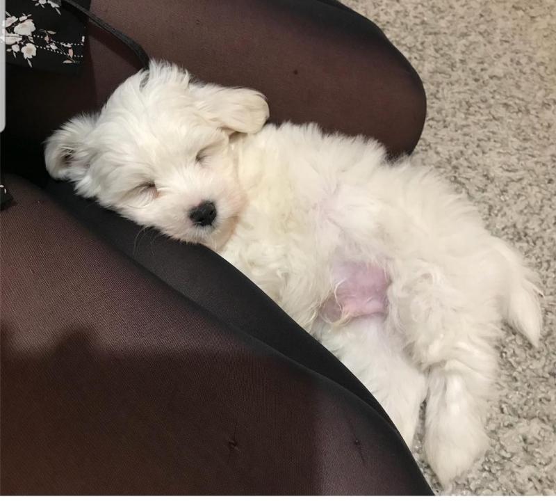 Maltese puppies are non shedding and hypoallergenic. contact kylefrancessco@gmail.com Image eClassifieds4u