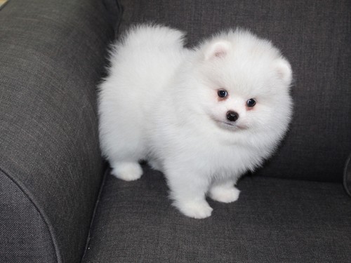 Pomeranian puppies available for re-homing. Image eClassifieds4u