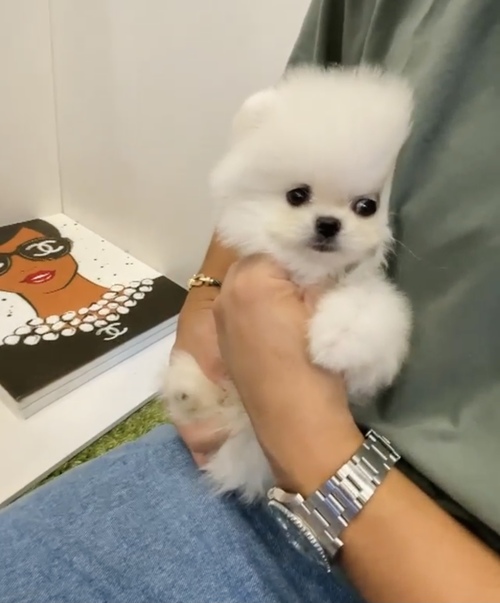 Pomeranian Puppies for Your Home Image eClassifieds4u