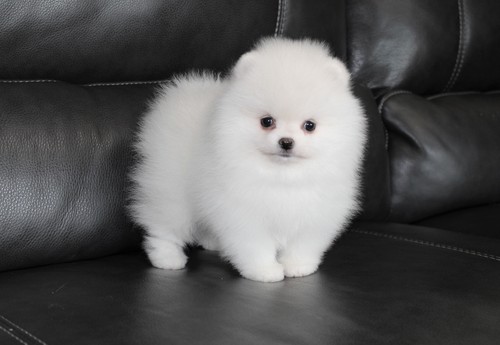 Pomeranian Puppy Image eClassifieds4u