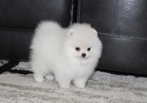 Two Gorgeous Pomeranian Pups Image eClassifieds4u