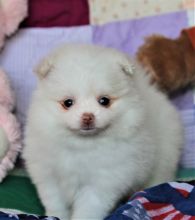 Adorable Pomeranian puppies available,