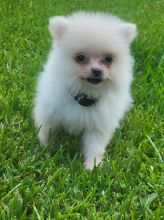 Akc Pomeranian Puppies For Adoption