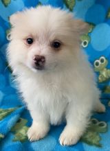 AKC-registered Pomeranian Puppies for adoption.
