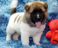 Akita puppies