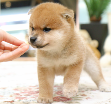 Amazingly Looking Shiba inu puppies