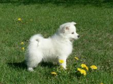 American Eskimo puppies