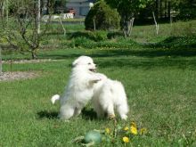 American Eskimo puppies