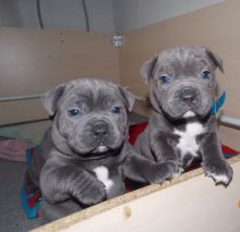 American Staffordshire puppies