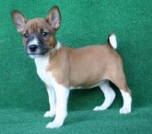 Basenji puppies are ready to go to their new home..