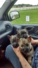 Cairn Terrier pups looking for new homes