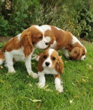 Cavalier King Charles puppies