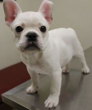 Charming Male and Female French Bulldog Puppies Available.