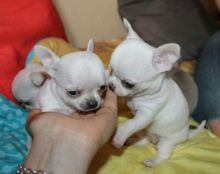 Chihuahua puppies available